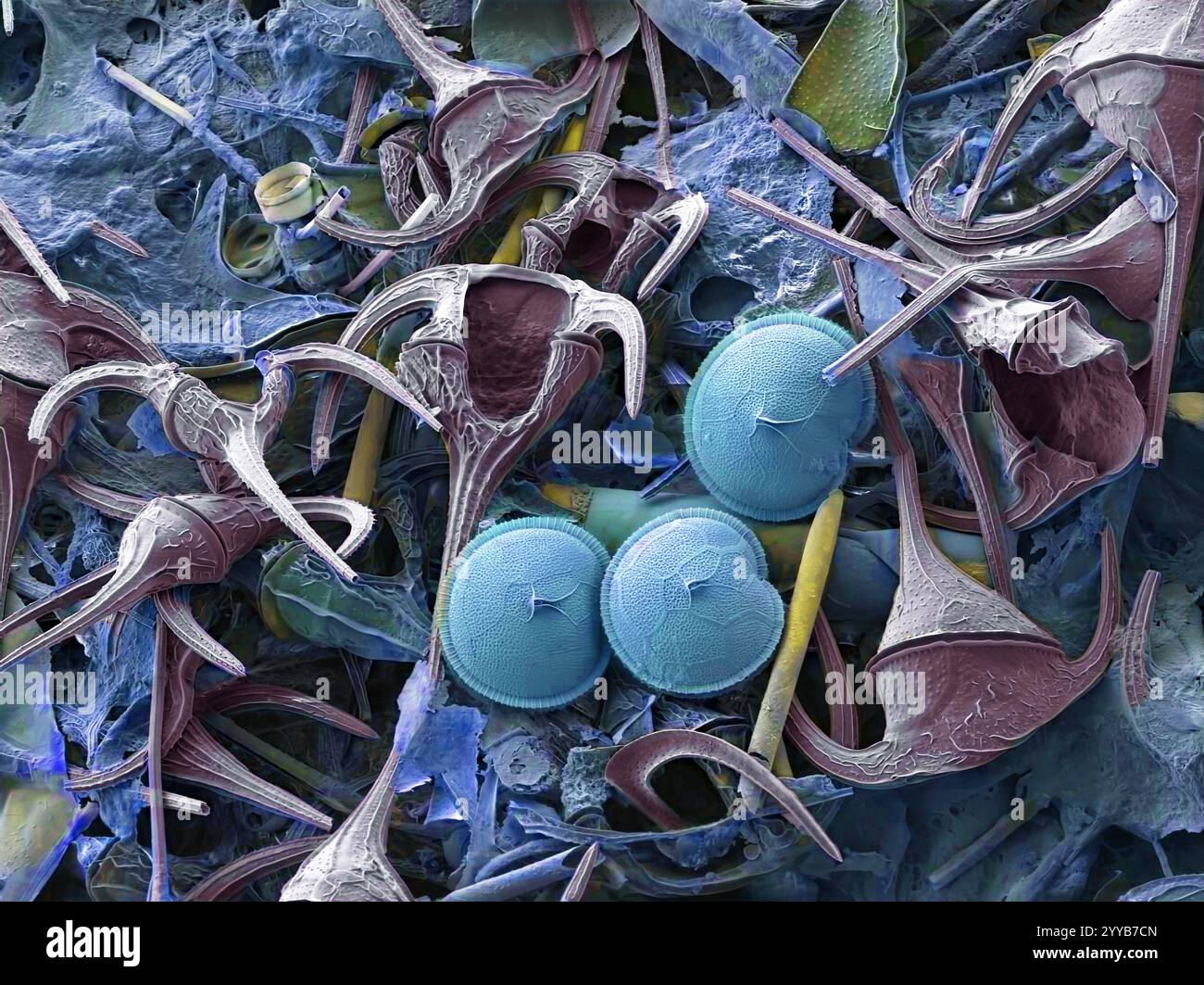 Plankton. Farbiger Rasterelektronenmikrograph (SEM) von Plankton, das hauptsächlich Ceratium dinoflagellaten enthält. Einige Kieselalgen sind ebenfalls vorhanden. Dinoflagellaten sind einzellige Protozoen. Etwa 90% sind in marinen Umgebungen als Plankton gefunden. Sie reichen in der Größe von 2 Millimetern bis zu weniger als einem Hundertstel Millimeter Durchmesser. Diese Exemplare wurden vor der Küste Schottlands gefunden. Vergrößerung: x200 bei 10 Zentimeter Breite. Stockfoto