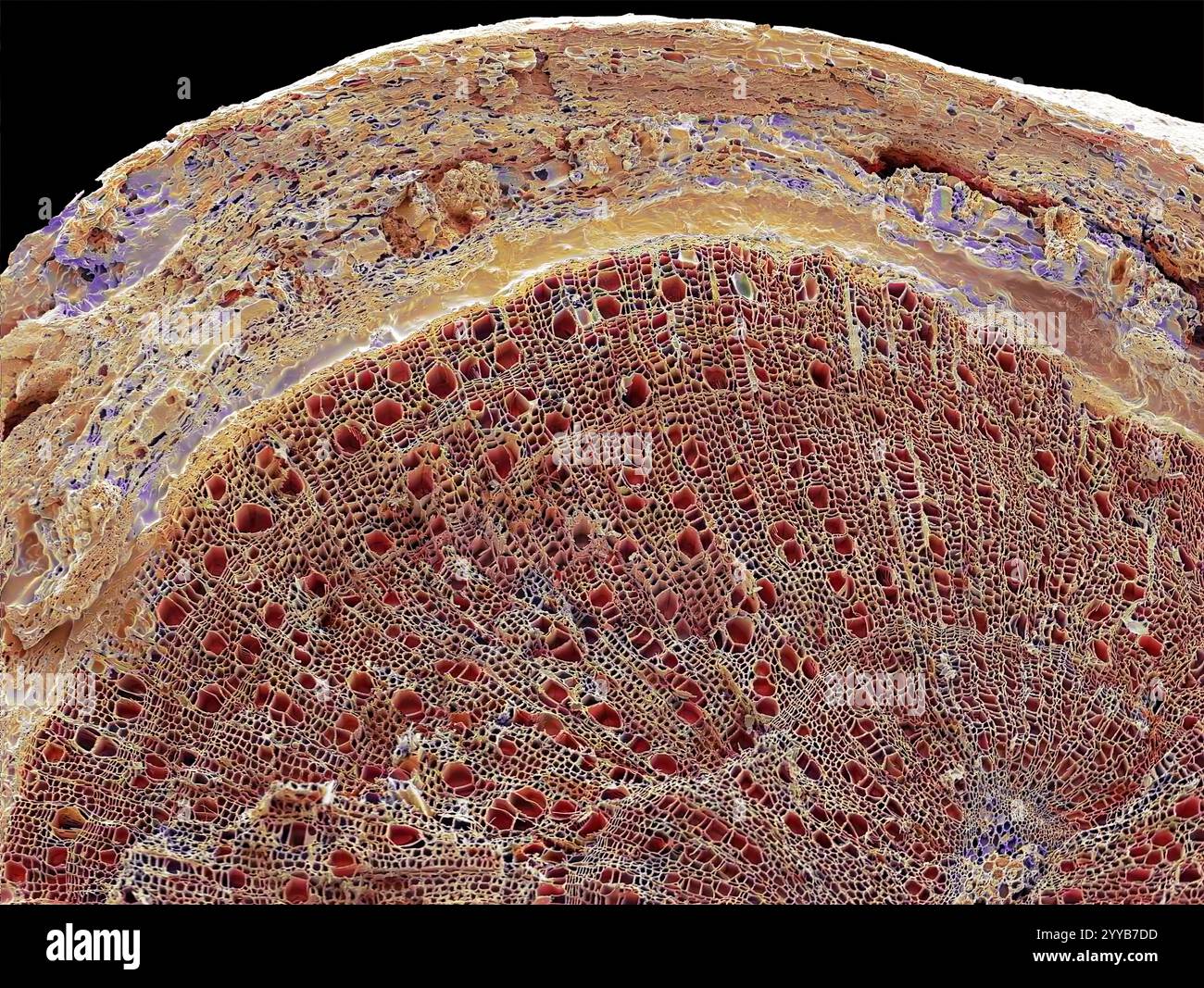 Holzstiel. Farbige Rasterelektronenmikrographie (REM) eines Querschnitts durch den Stamm einer Holzpflanze. Der Großteil des Gewebes, das hier zu sehen ist, ist sekundäres Xylem (rotbraun), das Wasser und Mineralnährstoffe von den Wurzeln durch die Pflanze transportiert. Ein dünner Ring um das Xylem bildet das Phloem (beige), das Kohlenhydrate und Pflanzenhormone um die Pflanze transportiert. Das äußere Gewebe des Stammes ist die Rinde. Vergrößerung: 30 x bei 10 Zentimeter breitem Druck. Stockfoto