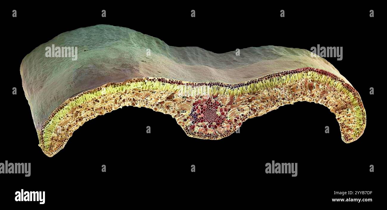 Kastenblatt. Farbige Rasterelektronenmikrographie (REM) eines Abschnitts durch ein Blatt aus der Common Box (Buxus sempervirens). Die Mittelrippe (Mittelvene) ist die Fortsetzung eines Blattstiels entlang der Mitte des Blattes. Im Zentrum befindet sich ein Gefäßbündel, das aus Xylem- und Phloem-Geweben besteht. Xylem transportiert Wasser und mineralische Nährstoffe von den Wurzeln in die ganze Pflanze und Phloem transportiert Kohlenhydrate und Hormone um die Pflanze. Die Oberfläche (Epidermis) des Blattes ist mit einer wachsartigen Kutikula (oben) bedeckt, die hilft, Wasserverlust zu verhindern. Vergrößerung: x200, wenn 10 Zentimeter breit gedruckt. Stockfoto