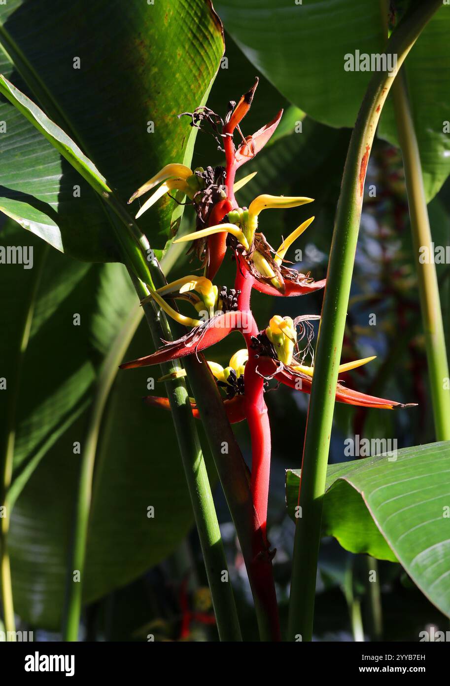 Falscher Paradiesvogel, Wilder Kochbananen oder Hummerkralle Heliconia, Heliconia schiedeana, Heliconiaceae. Syn. Bihai schiedeana und Heliconia hirsuta. Mex Stockfoto