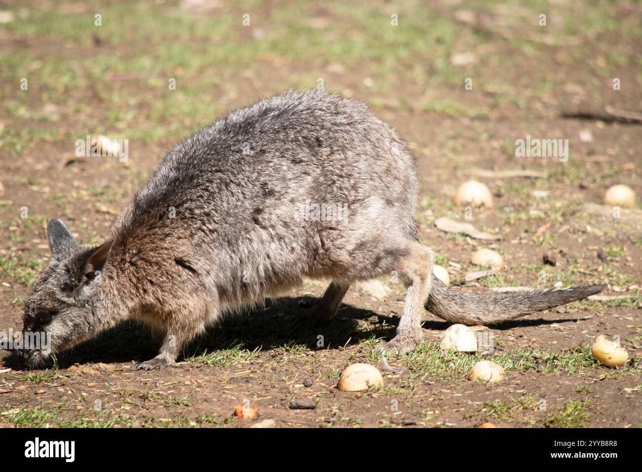 Das Rothalswallaby hat meist hellgraues Fell mit weißem Brust und Bauch und dunkelbraunem Maul, Pfoten und Füßen Stockfoto