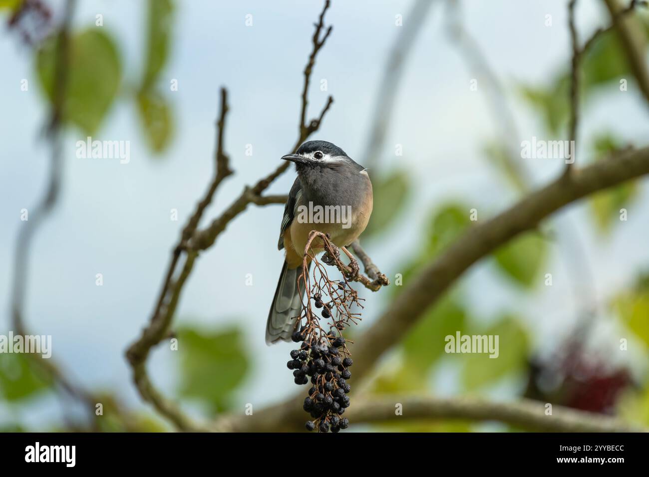 Weißohrige Sibia hockte und aß Früchte Stockfoto