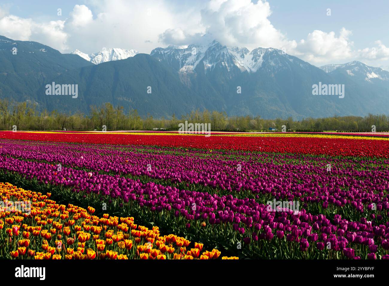 Mehrfarbige Tulpenreihen während des Tulpen of the Valley Festivals im Fraser Valley, British Columbia, Kanada. Der Gipfel des Mount Cheam i Stockfoto