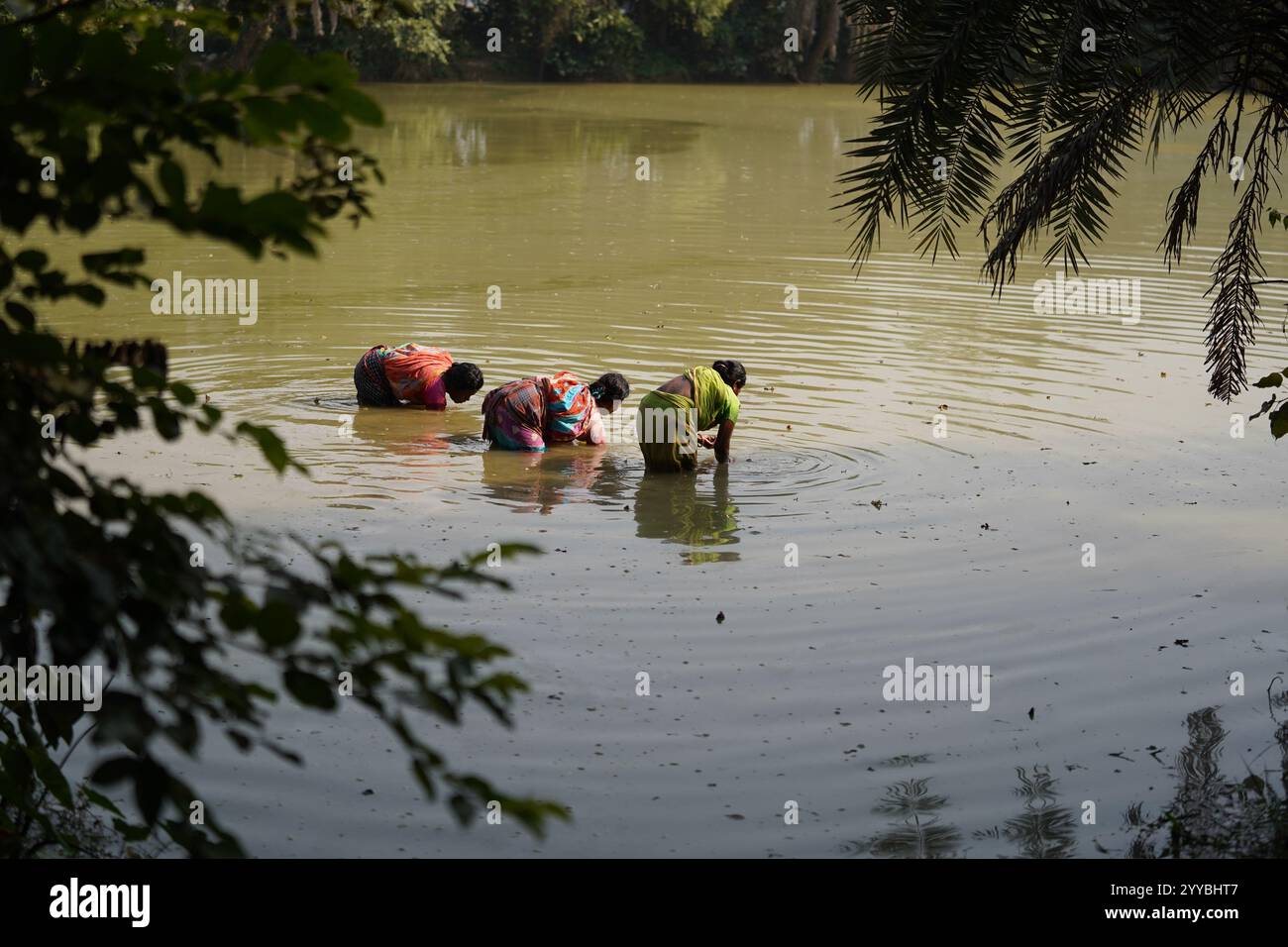 Santiniketan, Indien. 7. Dezember 2024: Barfüßige Santal-Frauen durchqueren den ruhigen Fluss Kopai und die flachen Teiche im Stadtteil Birbhum in Westbengalen und sammeln akribisch Austern aus dem Flussbett und dem Teichboden. Dieses tägliche Ritual unterstreicht die Widerstandsfähigkeit und Eigenständigkeit der Adivasi-Gemeinschaft, da sie nach frischen Quellen tierischen Proteins suchen, die für ihre Ernährung wichtig sind. Ihre Verbindung mit der Natur und den traditionellen Praktiken spiegelt eine harmonische, aber arbeitsintensive Lebensweise wider, die tief im kulturellen Gefüge der Region verwurzelt ist. Diese Routine verkörpert den dauerhaften Geist Indiens Indigenou Stockfoto