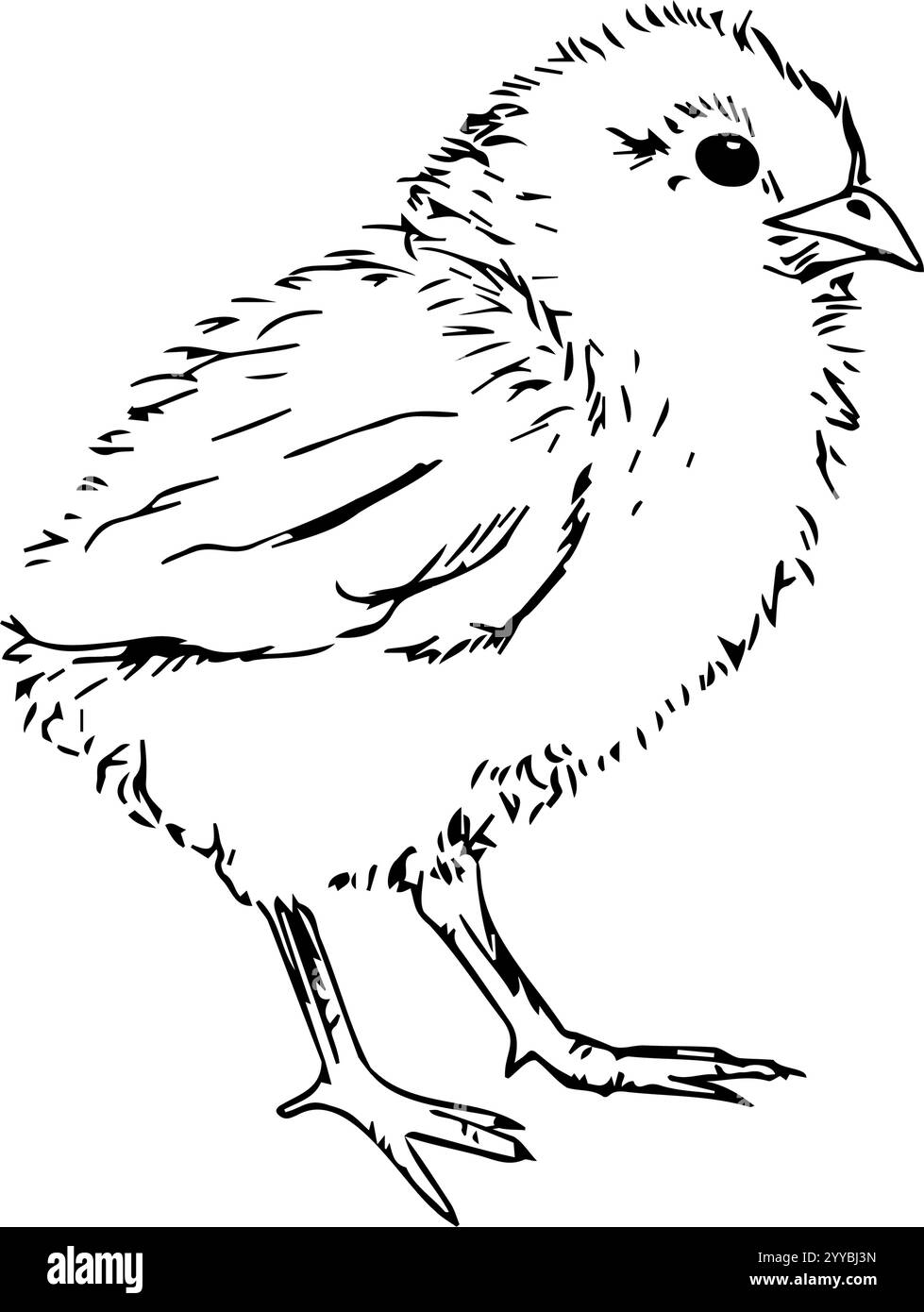 Handgezeichnete schwarz-weiße Vektor-Illustration eines kleinen süßen Hühnchens Stock Vektor
