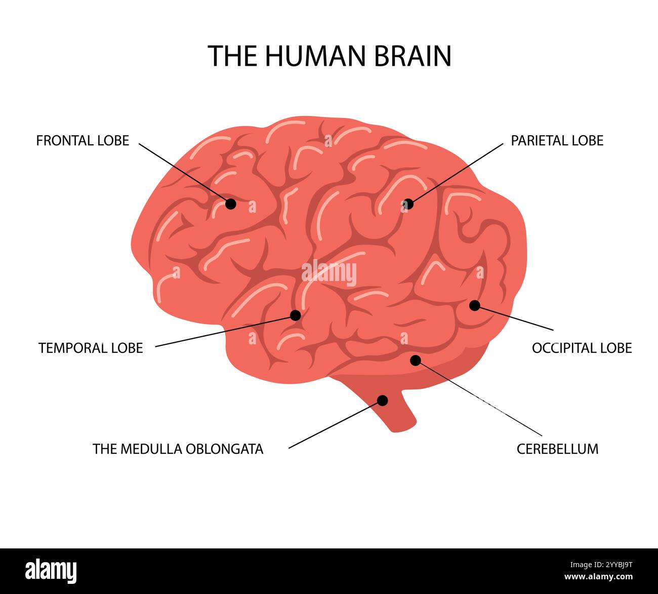 Die menschliche Hirnanatomie. Biologisches Erklärungsschema mit Lappen und Hirnstamm. Seitenansicht. Vektor-Illustration in flachem Cartoon-Stil Stock Vektor