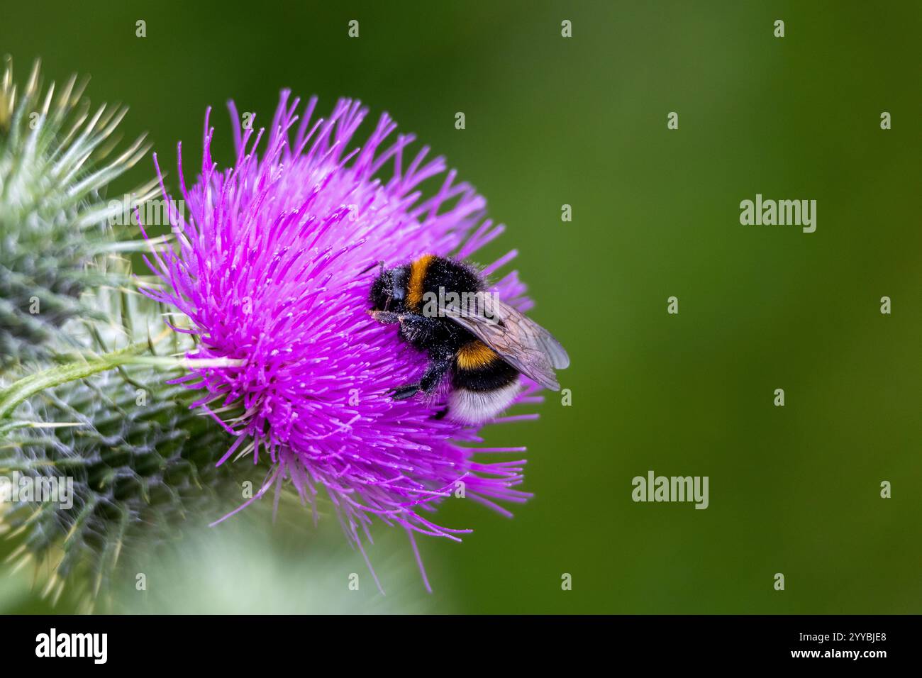 Hummel auf einer lila Distelblume im Garten. Stockfoto