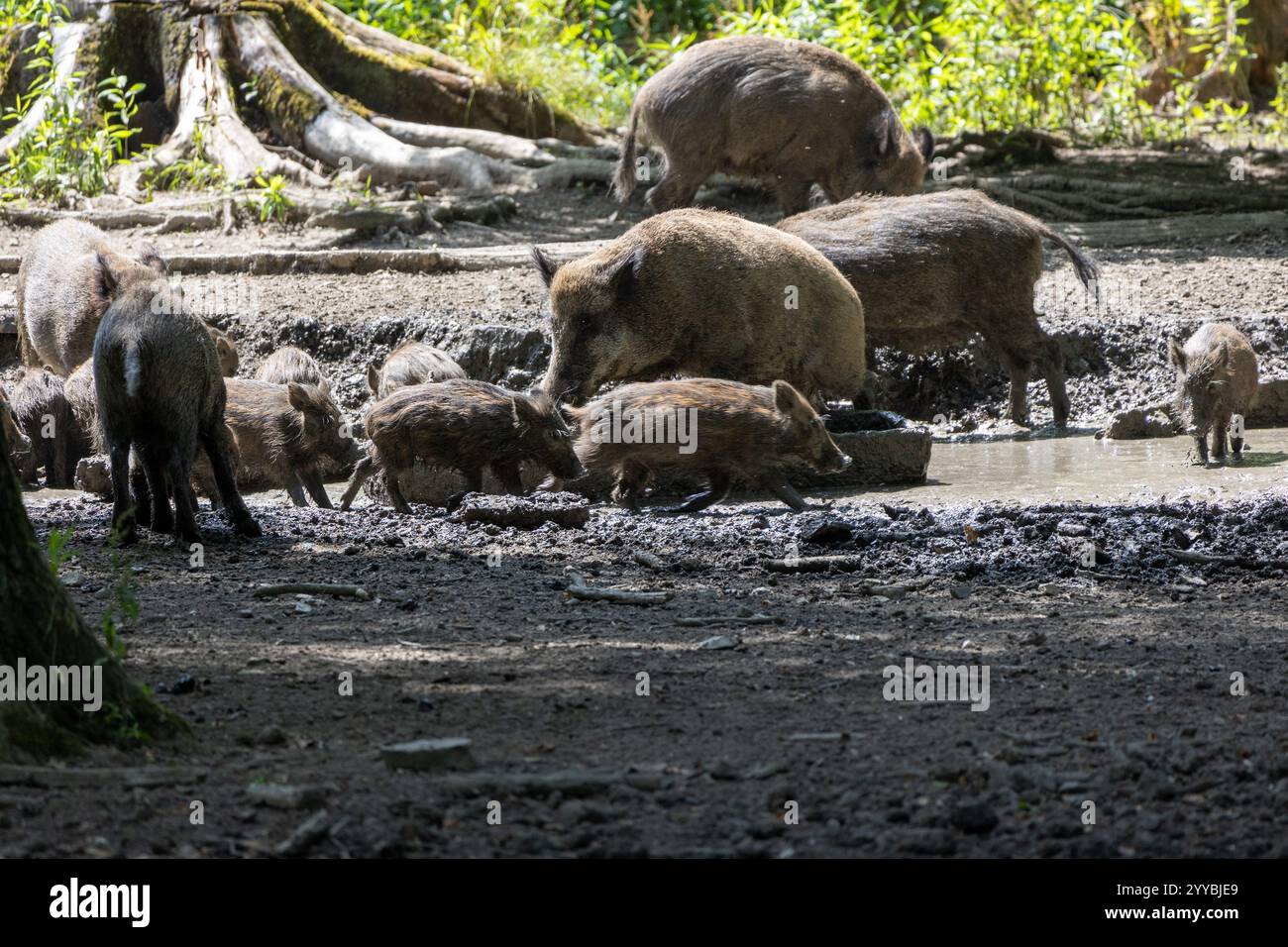 Wildschwein (Sus Scrofa) im Wald Stockfoto