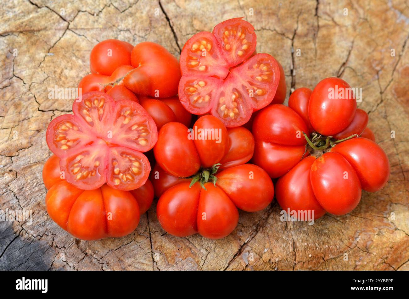 Ungewöhnliche Tomatensorte Reisetomat in Form von Einzelscheiben. Rote reife Tomaten auf einem alten Stumpf als Hintergrund. Stockfoto