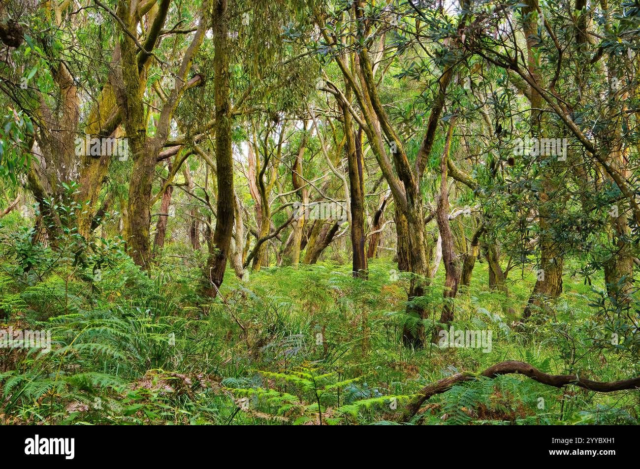 Offener Eukalyptuswald mit Farnunterwuchs in Greensbush-Highfield, Victoria, Australien, dem größten Überbleibsel von Buschland auf der Mornington Peninsula Stockfoto