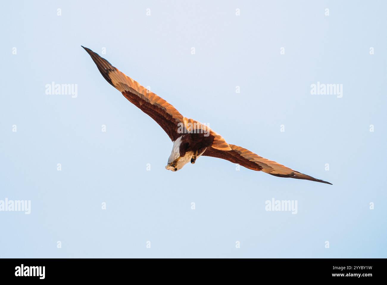 Goa, Indien. Brahminy Kite Essen Krabbe Im Flug In Blue Sky Stockfoto