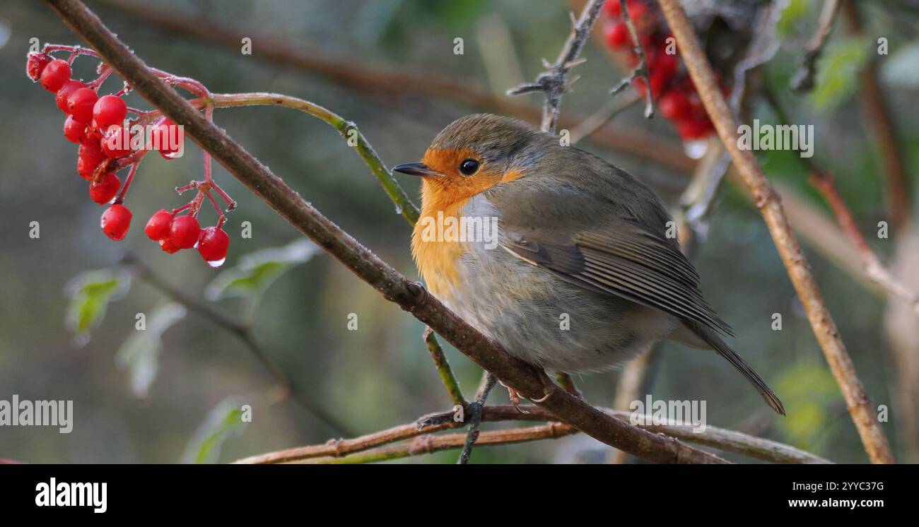 Ein rotkehlchen auf einem Ast in einem Winterwald Stockfoto