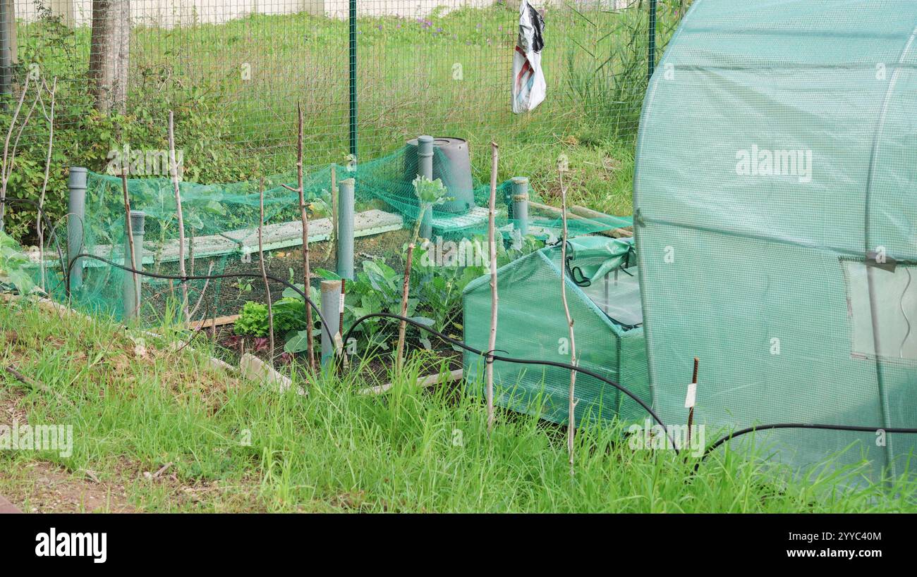 Schutz des Gemüseanbaus in Hochbeeten mit Netzen und einem kleinen Gewächshaus Stockfoto