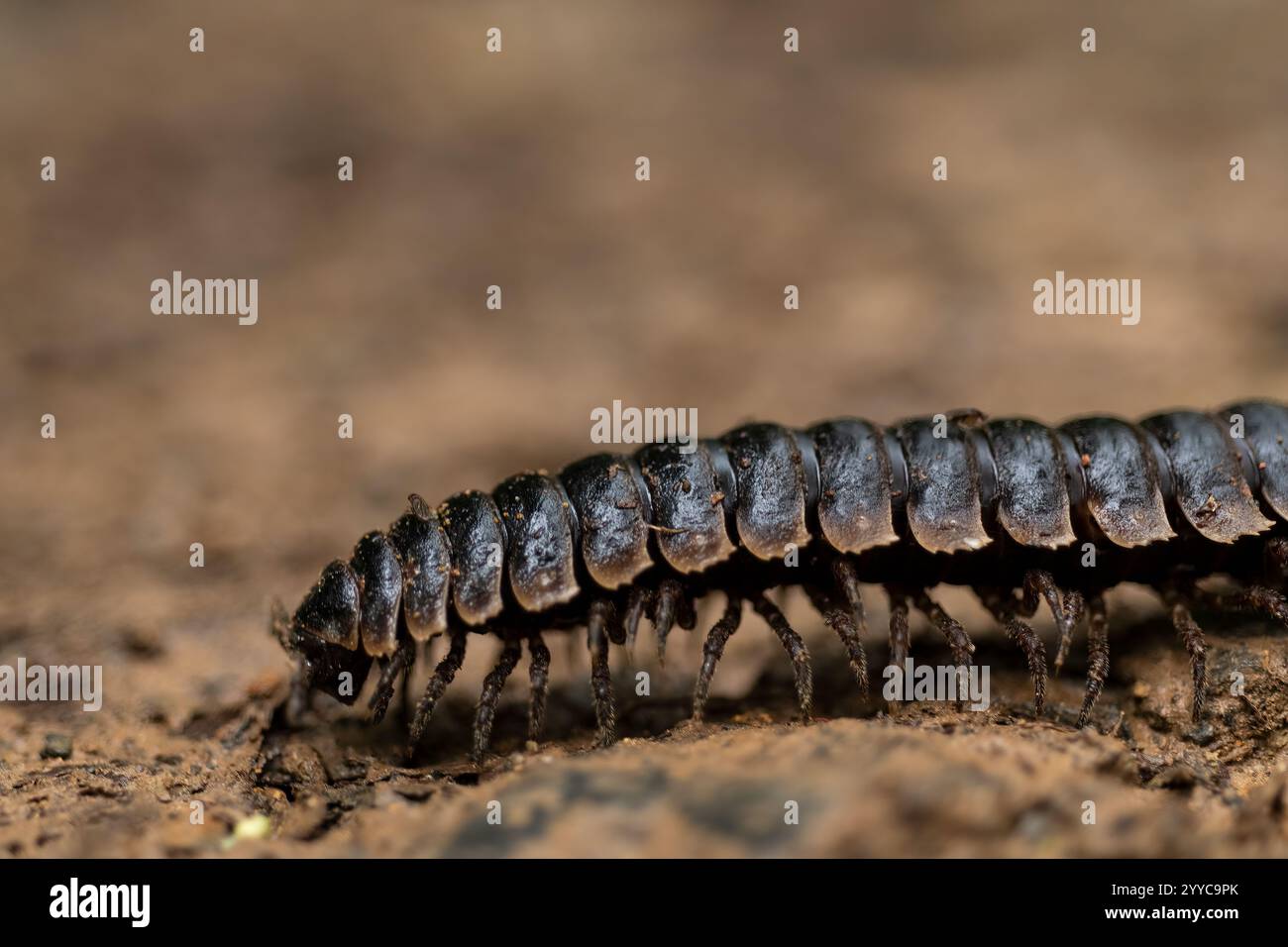 Tausendfüßler, Mashpi, Reserva Mashpi Amagusa, Pichincha, Ecuador Stockfoto