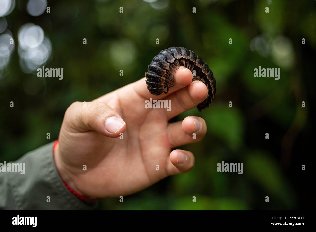 Tausendfüßler, Mashpi, Reserva Mashpi Amagusa, Pichincha, Ecuador Stockfoto