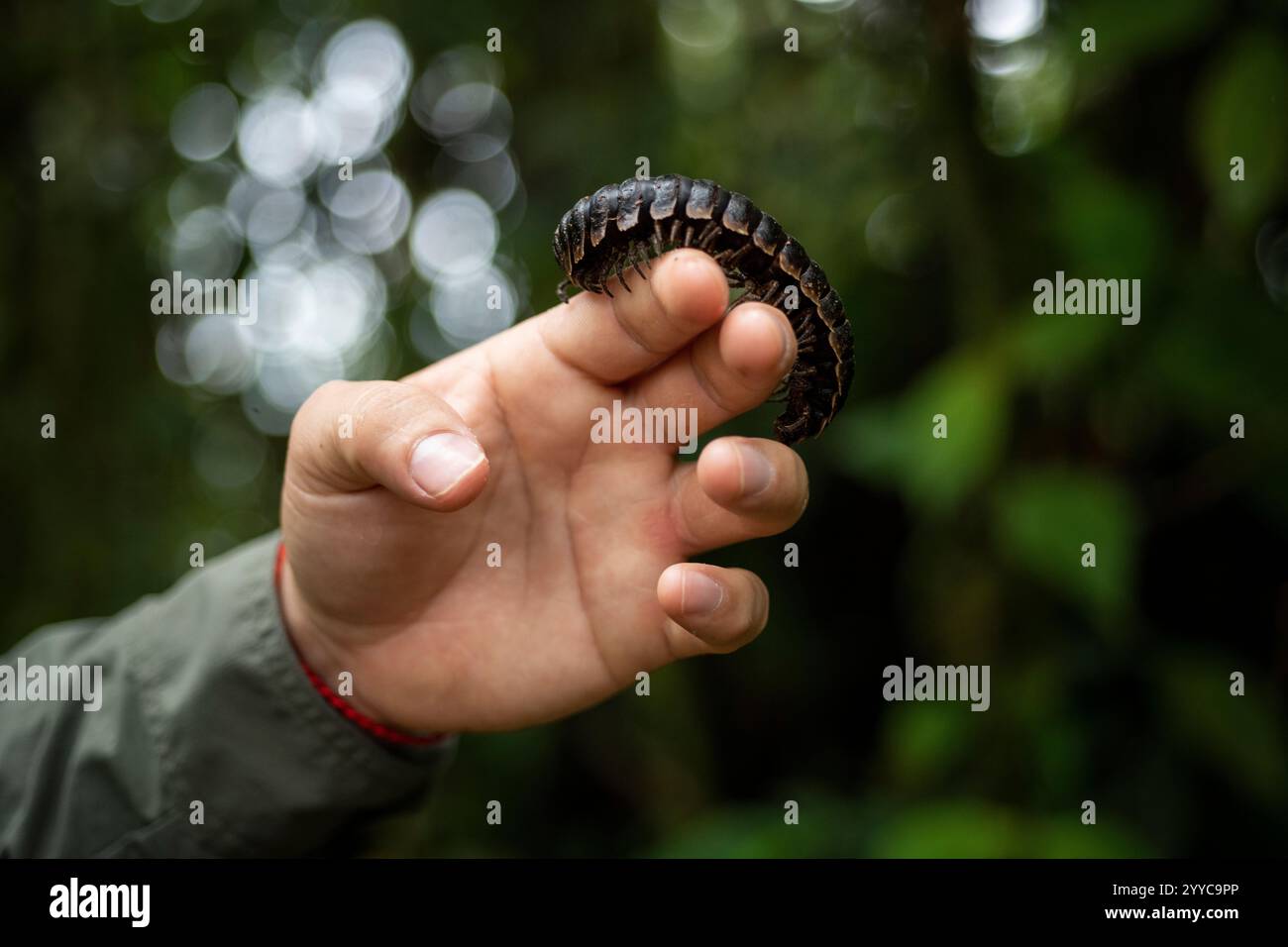 Tausendfüßler, Mashpi, Reserva Mashpi Amagusa, Pichincha, Ecuador Stockfoto