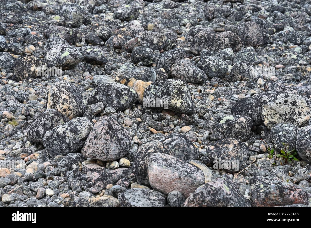 Nahaufnahme von Granitsteinen, die vor 3 bis 2,5 Milliarden Jahren an den Ufern der Barentssee in Russland entstanden sind Stockfoto