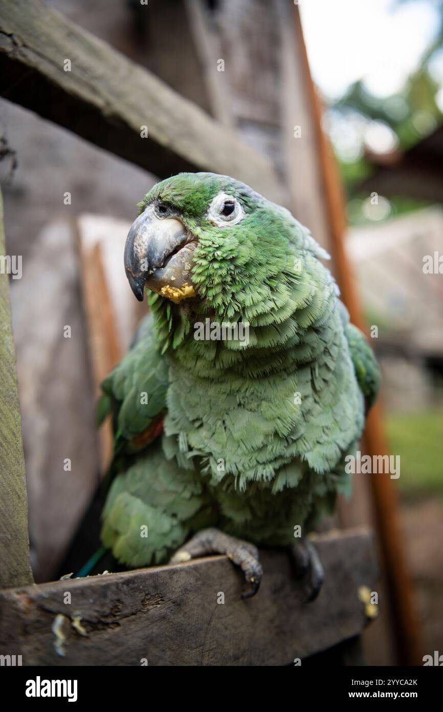 Papagei, Cotundo, Provinz Napo, Amazonien, Ecuador Stockfoto