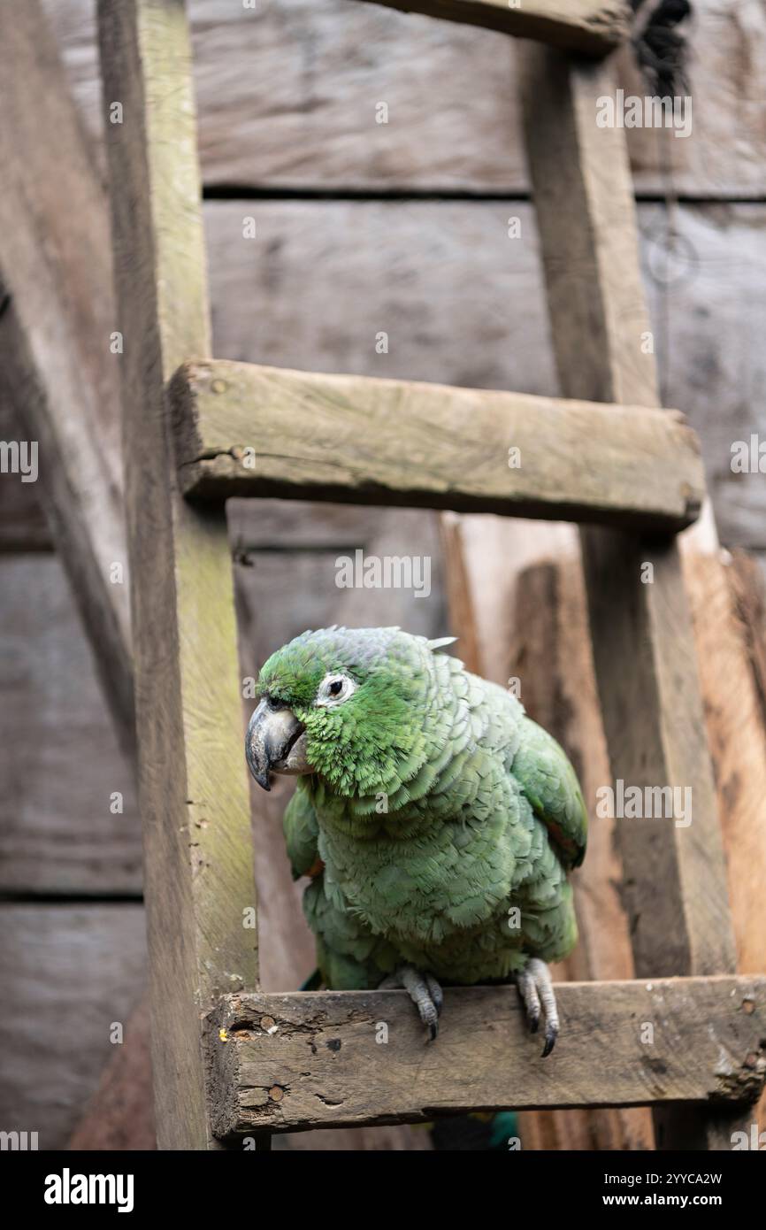 Papagei, Cotundo, Provinz Napo, Amazonien, Ecuador Stockfoto