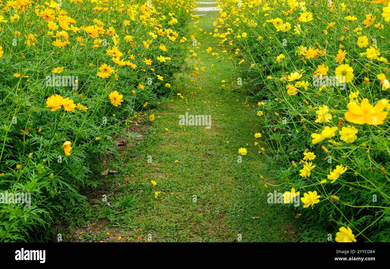 Cosmic Yellow (Cosmos sulphureus) Blume wächst im Garten Stockfoto