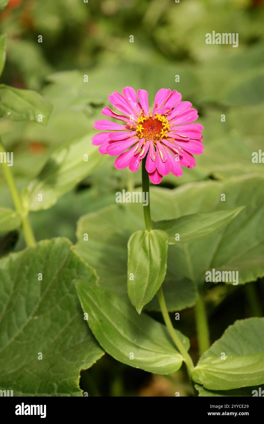 Einzelne rosa Zinnia Blume Nahaufnahme im Gemüsegarten. Begleitende Pflanzung mit Kürbis und Kürbis. Hohe Auflösung. Stockfoto