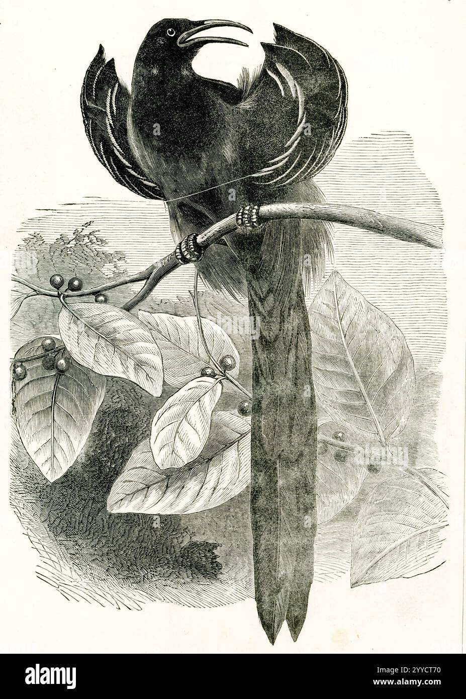 Diese Abbildung aus dem Jahr 1883 zeigt einen Paradiesvogel. Die Paradiesvögel gehören zur Familie Paradisaeidae der Ordnung Passeriformes. Die meisten Arten kommen in Ostindonesien, Papua-Neuguinea und Ostaustralien vor. Die Familie hat 45 Arten in 17 Gattungen. Stockfoto