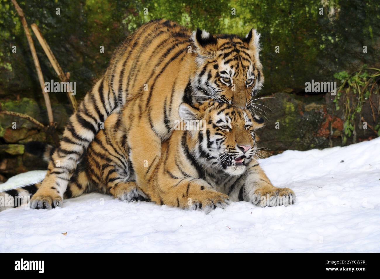 Zwei Tigerjungen, die intensiv im Schnee kämpfen, Sibirischer Tiger (Panthera tigris altaica), gefangen gehalten, kommen in Russland, Nordkorea vor Stockfoto