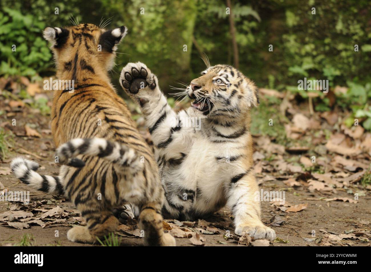 Zwei Tigerjungen, die in einem Waldgebiet miteinander spielen, Sibirischer Tiger (Panthera tigris altaica), gefangen gehalten, kommen in Russland, Nordkorea und China vor Stockfoto