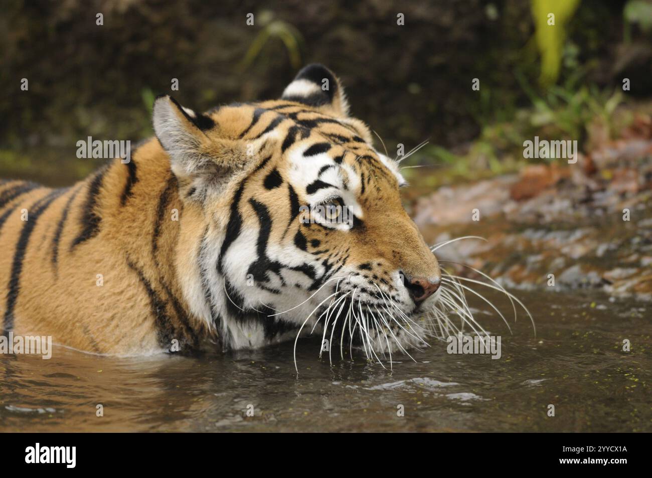 Tiger im Flachwasser, der die Umgebung beobachtet, Sibirischer Tiger (Panthera tigris altaica), Gefangener, Vorkommen Russland, Nordkorea und China Stockfoto