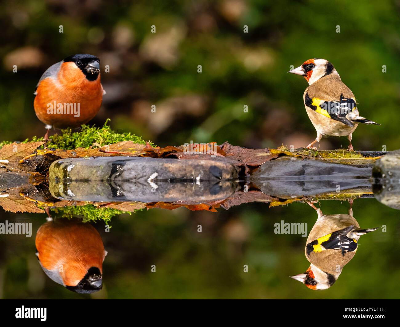 Männlicher Bullfink- und Goldfink-Sparring in einem Reflexionsbecken im Spätherbst in Mitte Wales Stockfoto