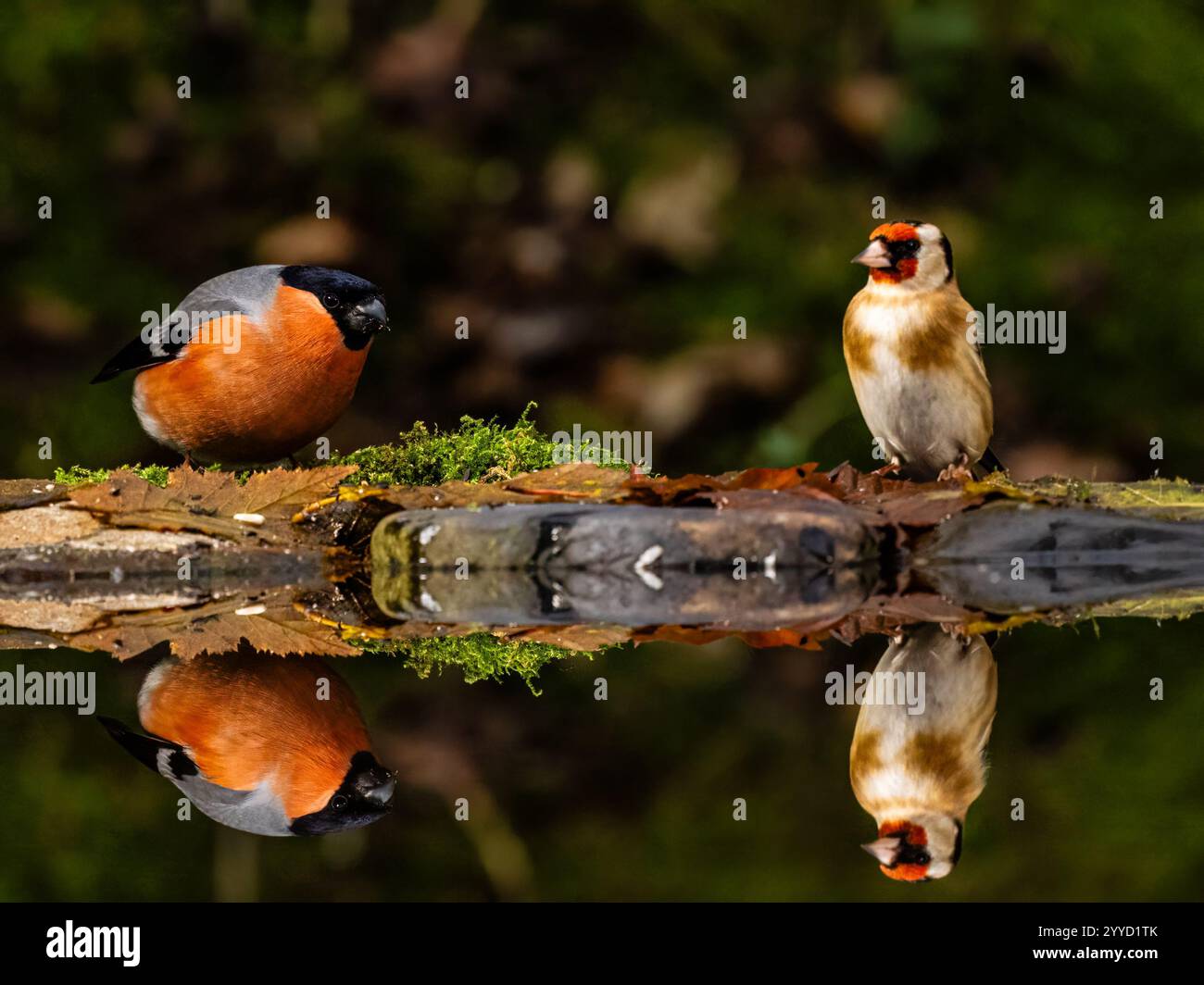 Männlicher Bullfink- und Goldfink-Sparring in einem Reflexionsbecken im Spätherbst in Mitte Wales Stockfoto