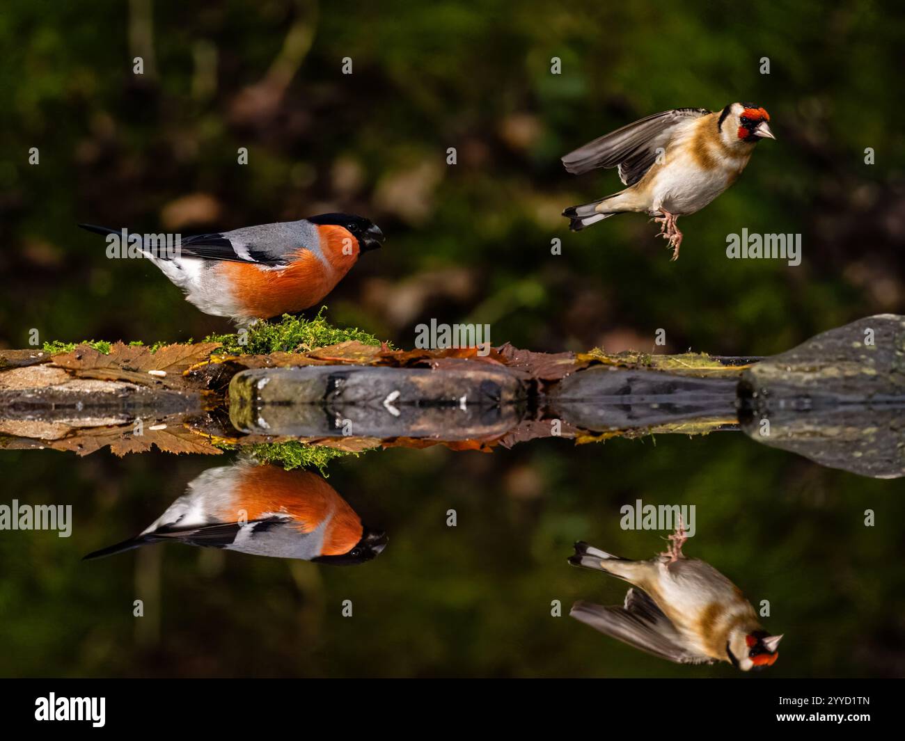 Männlicher Bullfink- und Goldfink-Sparring in einem Reflexionsbecken im Spätherbst in Mitte Wales Stockfoto