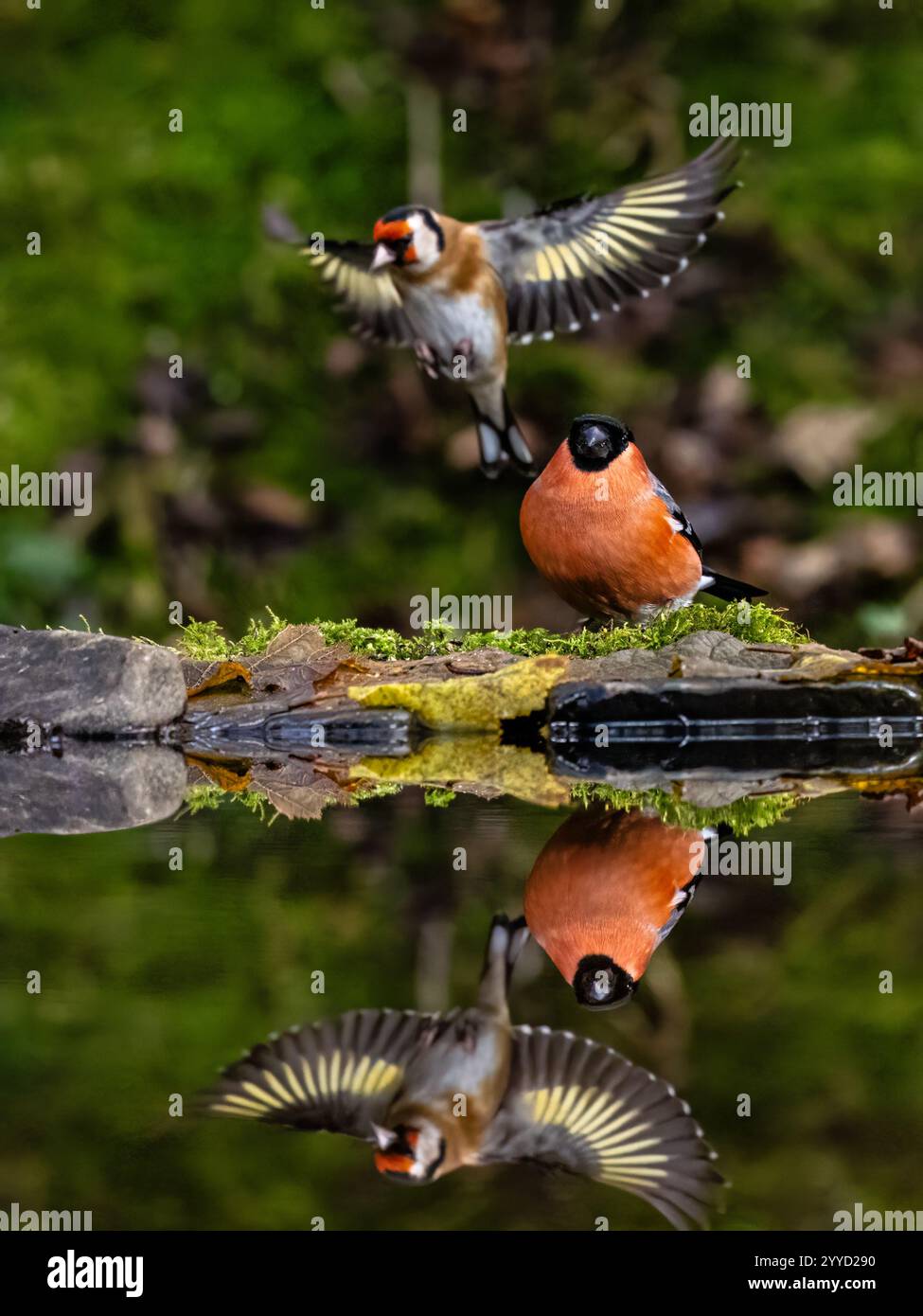 Männlicher Bullfink- und Goldfink-Sparring in einem Reflexionsbecken im Spätherbst in Mitte Wales Stockfoto
