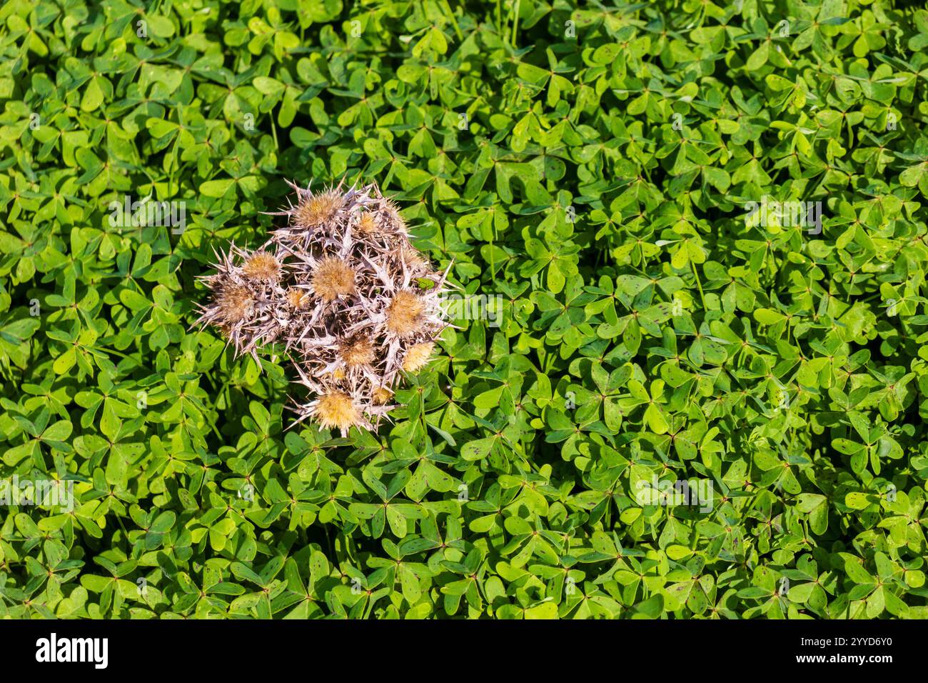 Trockene Thistle Pflanze umgeben von lebendigen grünen Kleeblättern in einer natürlichen Umgebung Stockfoto