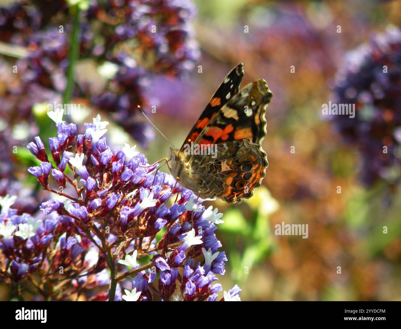 Kleine violette und weiße Blüten mit langer Blütezeit, die Schmetterlinge anzieht Stockfoto