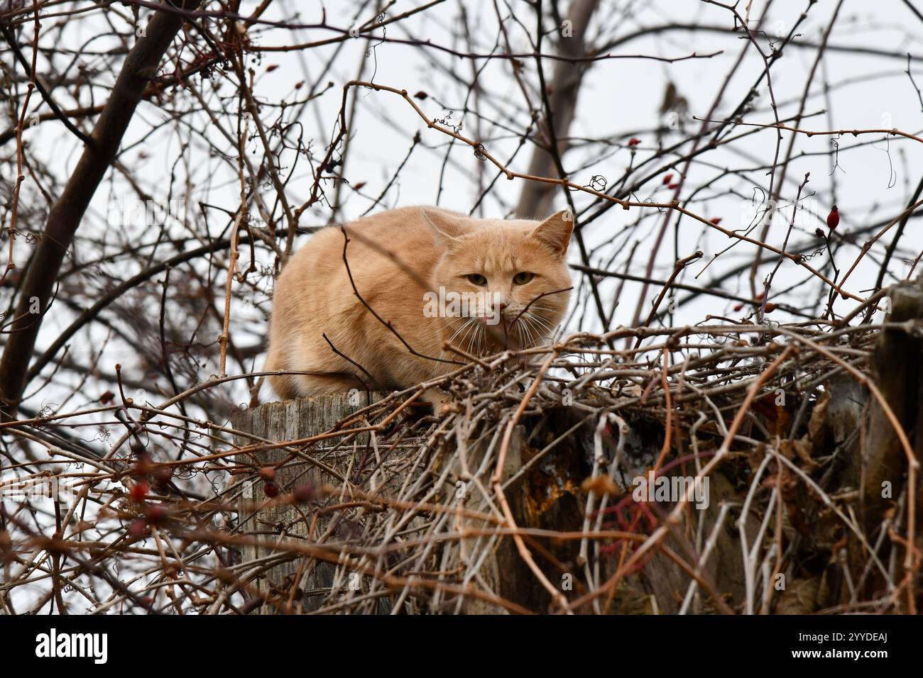 Porträt einer einsamen, rot gestreiften Straßenkatze mit hartem Schicksal und Kratzern am Maul. Schönes rothaariges Jungkätzchen sitzt und posiert Stockfoto