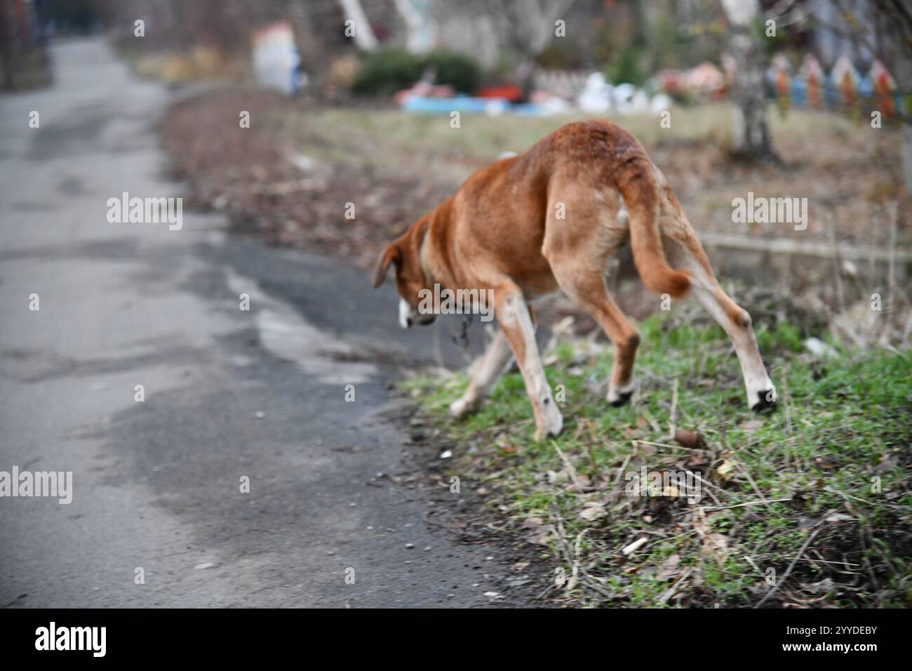Reifer Weißer Wanderhund auf einem Naturhügel im Freien. Kaukasier in roter Daunenjacke, der mit Hund durch den Naturhügel geht. Kaukasischer Mann mittleren Alters t Stockfoto