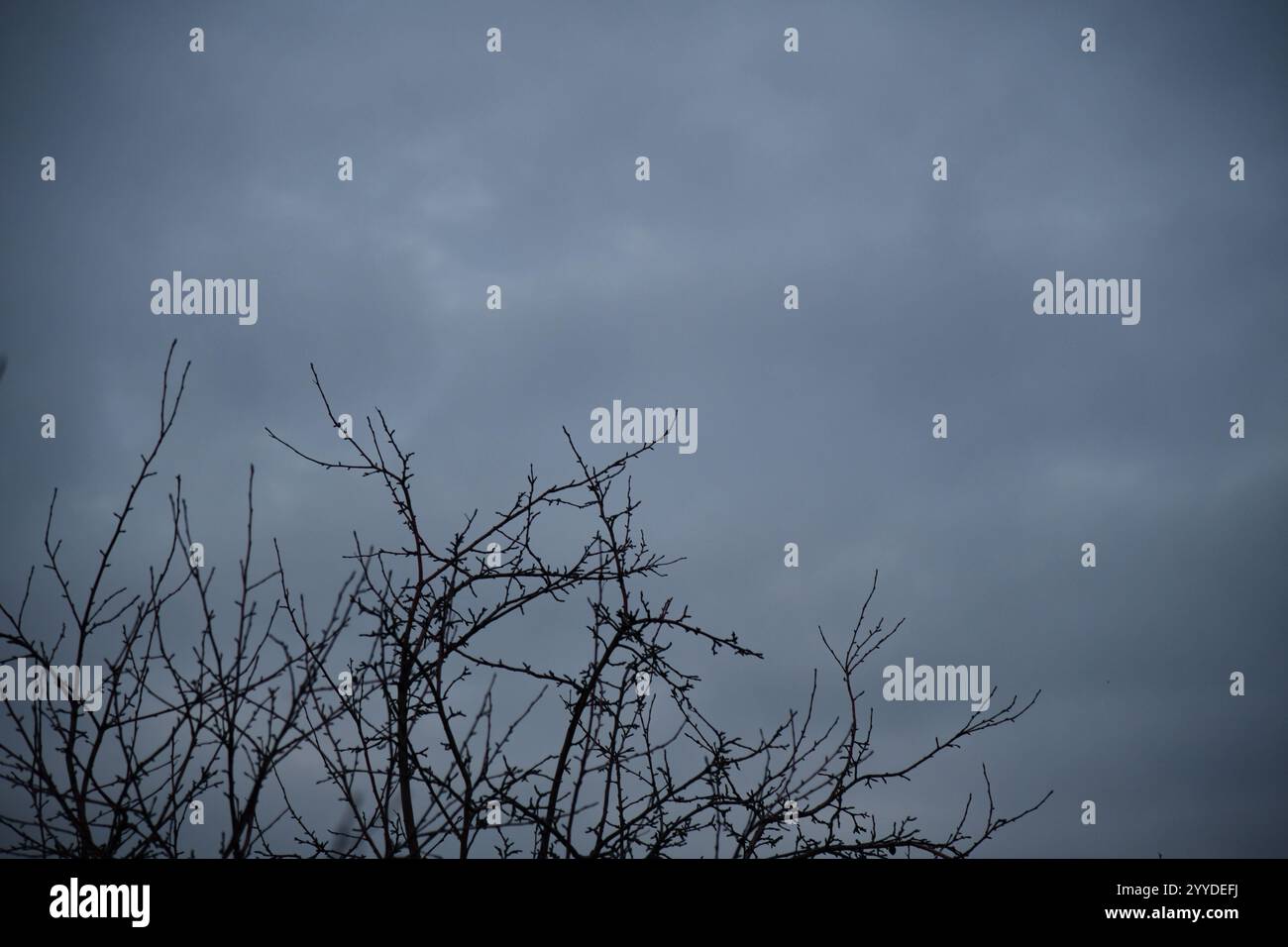 Blass-weißes Bild eines nassen Spinnennetzes. Punkte am Himmel. Stockfoto