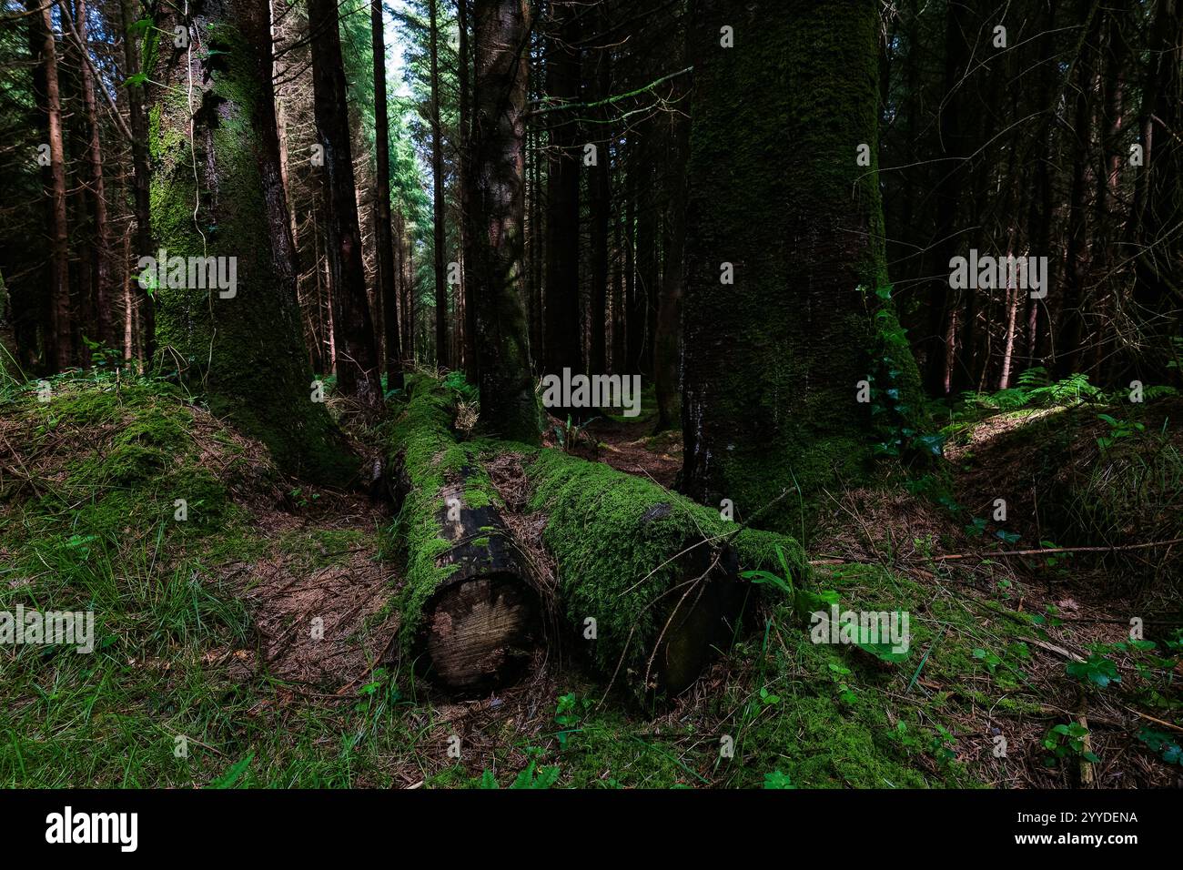 Ein ruhiger Wald mit hoch aufragenden Bäumen um moosbedeckte Baumstämme. Sonnenlicht filtert durch die Äste und wirft weiche Schatten auf den Boden. Das Atmo Stockfoto