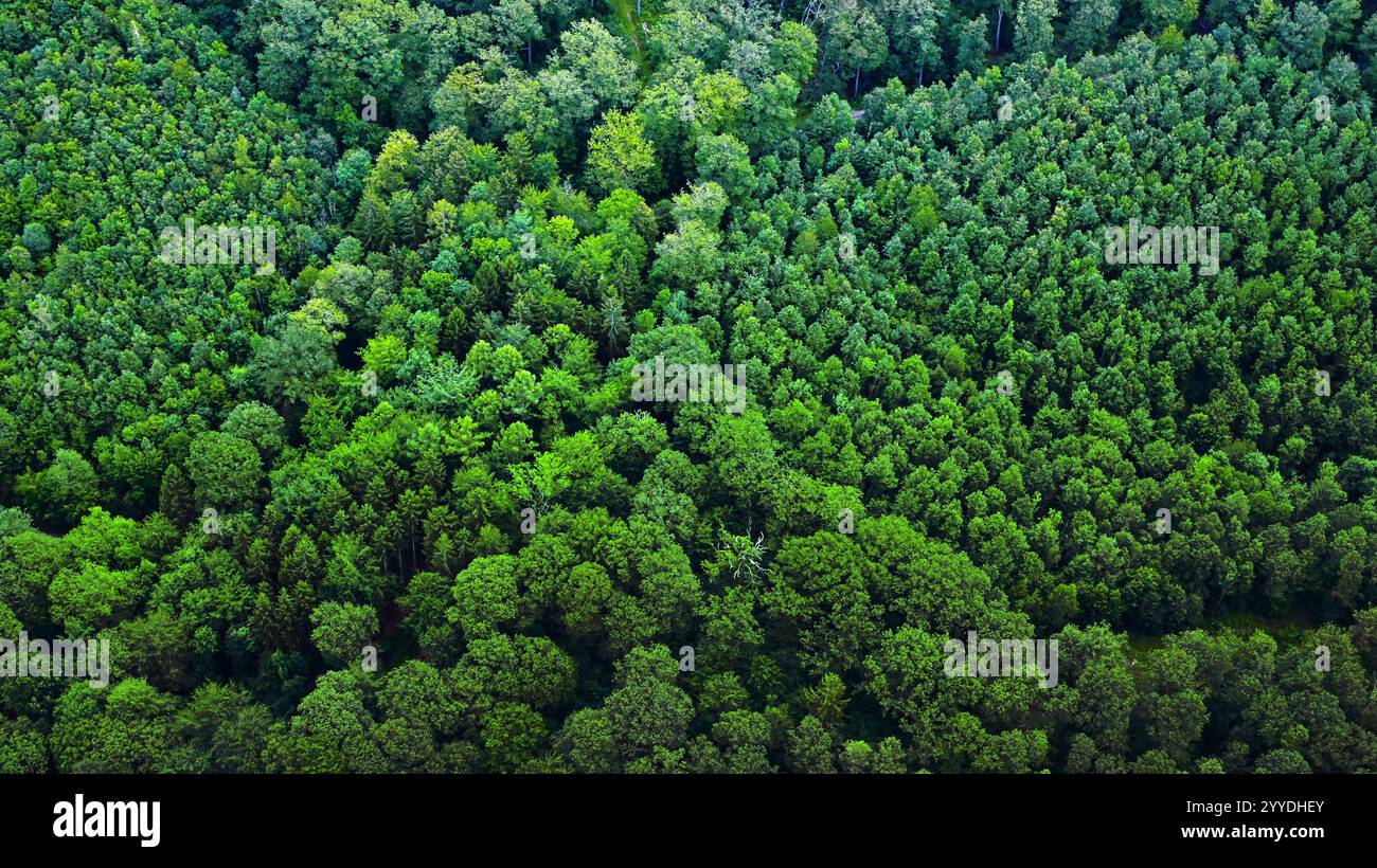 Aufforstung Mischwald - Luftaufnahme gesunder Naturwälder auf dem Land Landschaft - nachhaltige Umwelt Forstwirtschaft - Industrie. Stockfoto