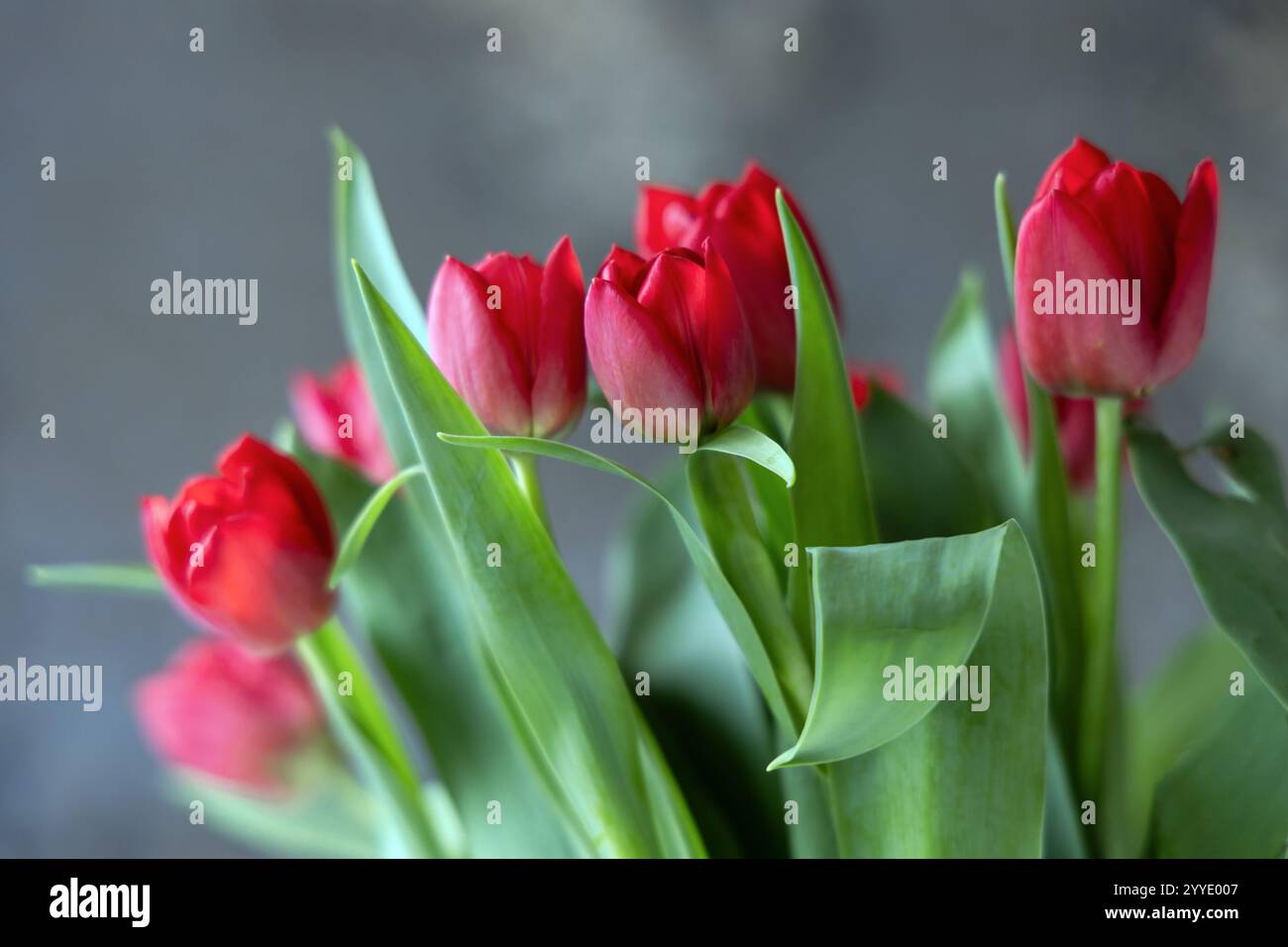Atemberaubende und leuchtend rote Tulpen sind elegant angeordnet und eignen sich perfekt für Dekorationen oder exquisite Blumendesigns Stockfoto