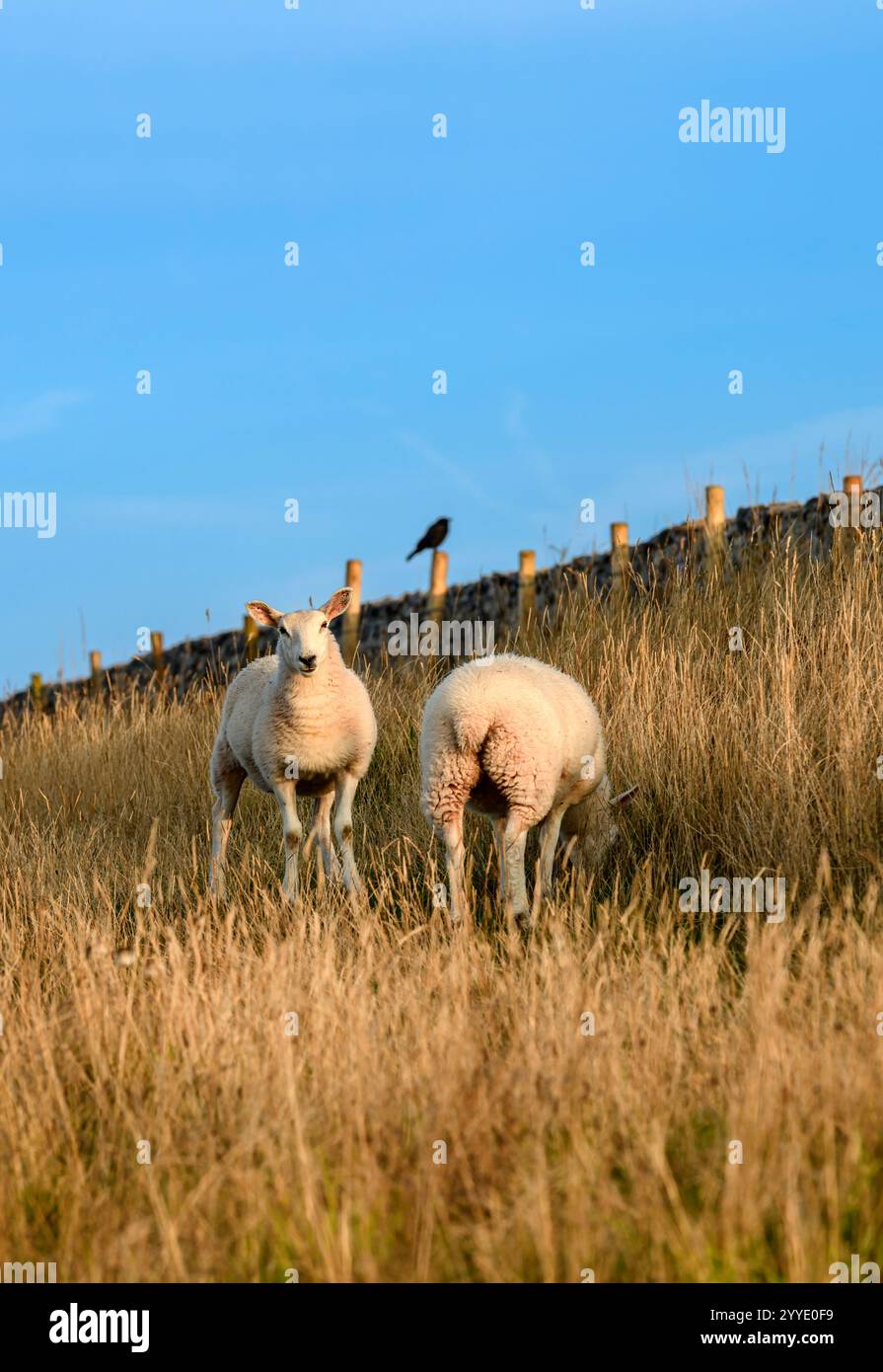 Schafe weiden auf den Mendip Hills in Somerset bei DeerLeap an einem sonnendurchfluteten frühen Morgen, Großbritannien, mit Krähe auf Zaunpfosten Stockfoto