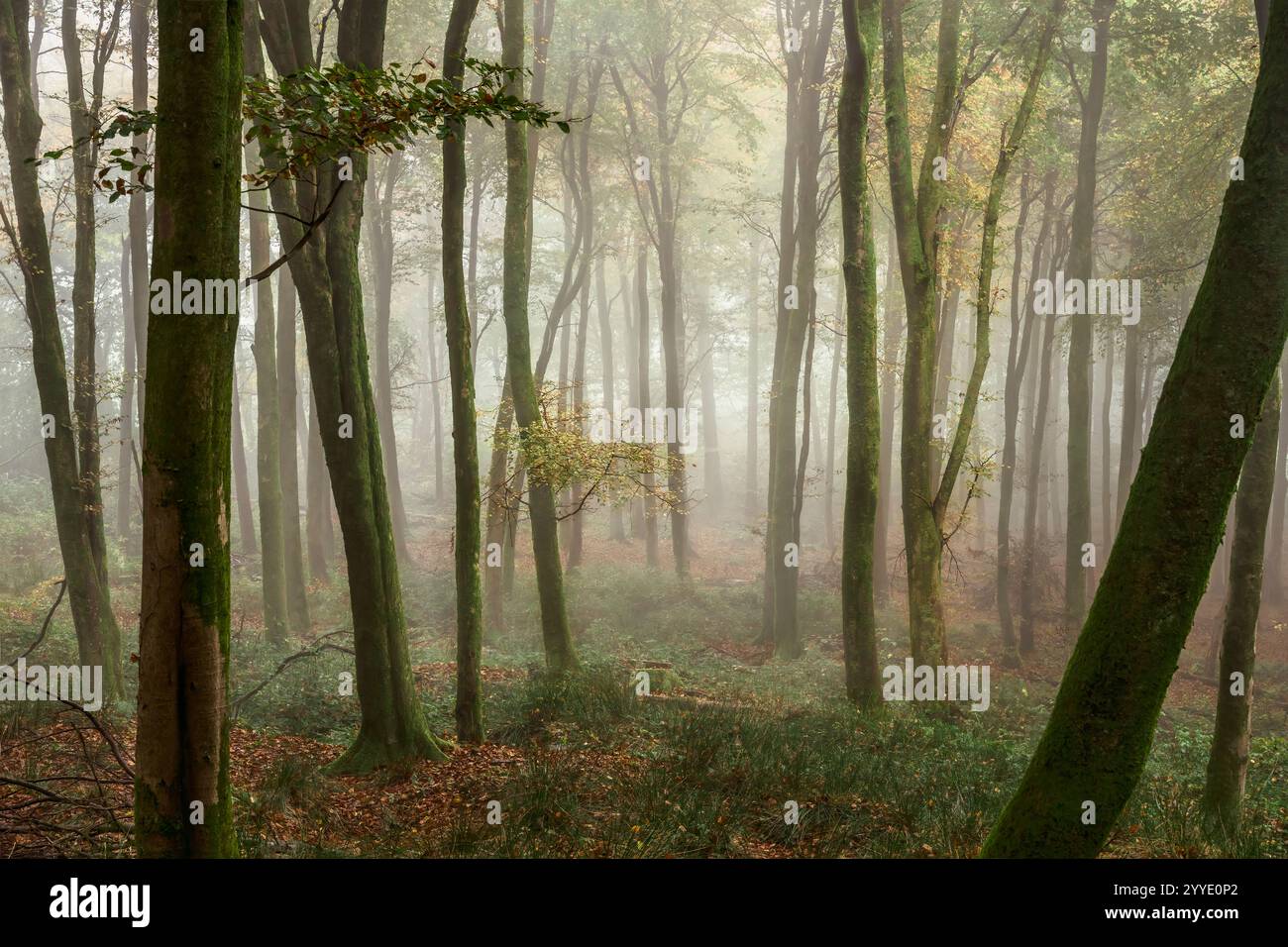 Nebel im Beacon Hill Woods in Somerset, der im Herbst mit gefallenen Blättern einen wunderbaren mystischen und traumhaften Effekt verleiht Stockfoto