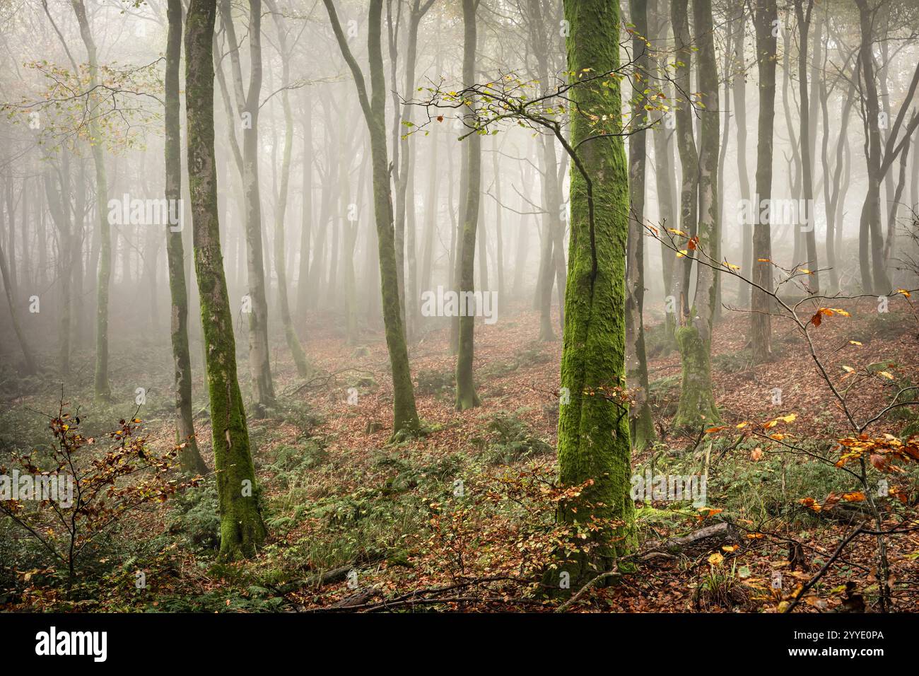 Nebel im Beacon Hill Woods in Somerset, der im Herbst mit gefallenen Blättern einen wunderbaren mystischen und traumhaften Effekt verleiht Stockfoto
