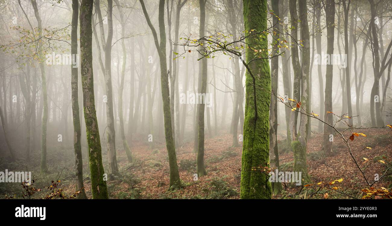 Nebel im Beacon Hill Woods in Somerset, der im Herbst mit gefallenen Blättern einen wunderbaren mystischen und traumhaften Effekt verleiht Stockfoto