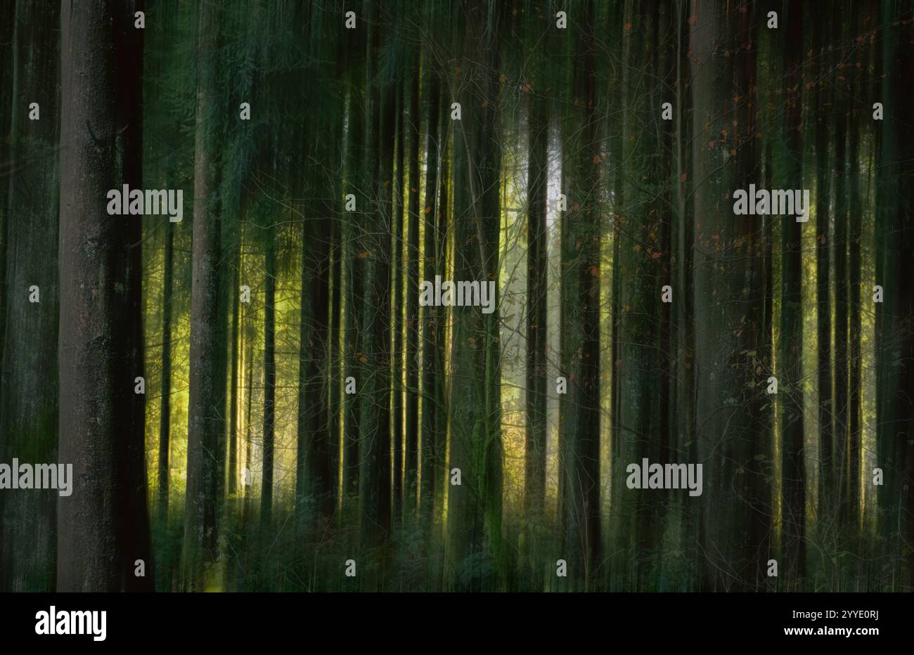 Nadelbäume und Buchen in Stockhill Woods, Priddy, Somerset mit frühem Sonnenlicht, aufgenommen mit absichtlicher Kamerabewegung für einen traumhaften Effekt Stockfoto