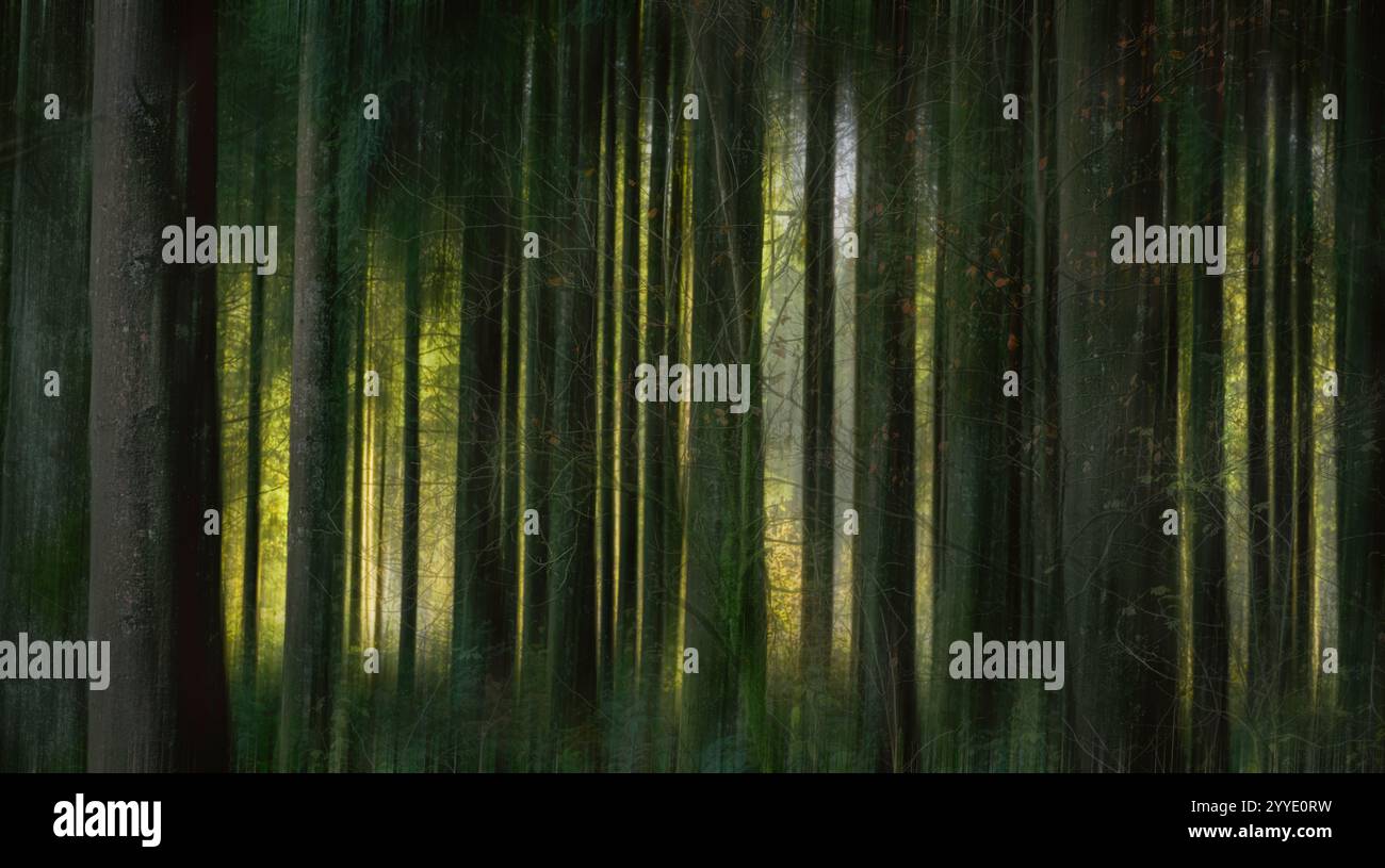 Nadelbäume und Buchen in Stockhill Woods, Priddy, Somerset mit frühem Sonnenlicht, aufgenommen mit absichtlicher Kamerabewegung für einen traumhaften Effekt Stockfoto