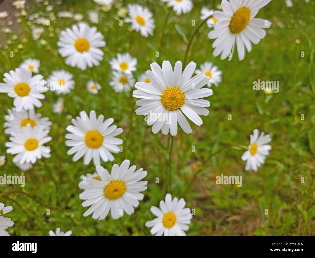 Blühende Gänseblümchen, Leucantheme, im Frühjahr Stockfoto