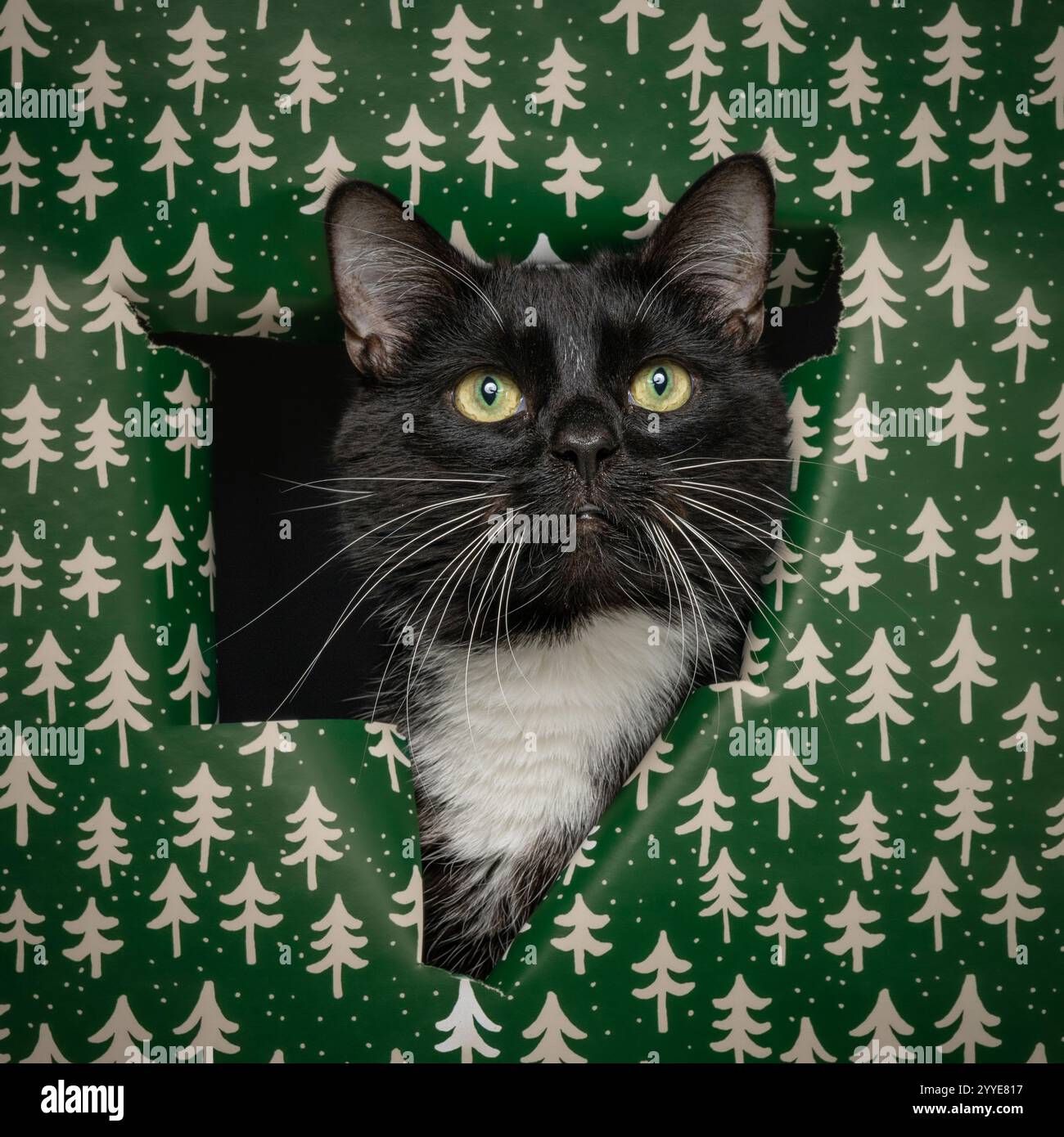 Eine schwarz-weiße Katze, die durch ein Loch aus hellgrünem Geschenkpapier blickt, das mit weißen Weihnachtsbäumen verziert ist. Stockfoto