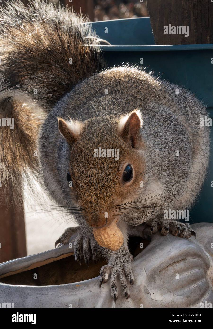 Ein Eichhörnchen auf dem Deck mit einer Erdnuss Stockfoto